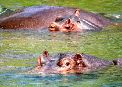 Mzima Springs Exploration
