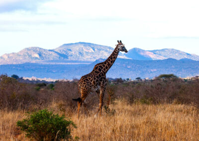 Tsavo West