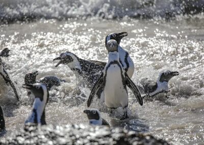 Family Ocean & Wildlife Safari with Adventures Africa