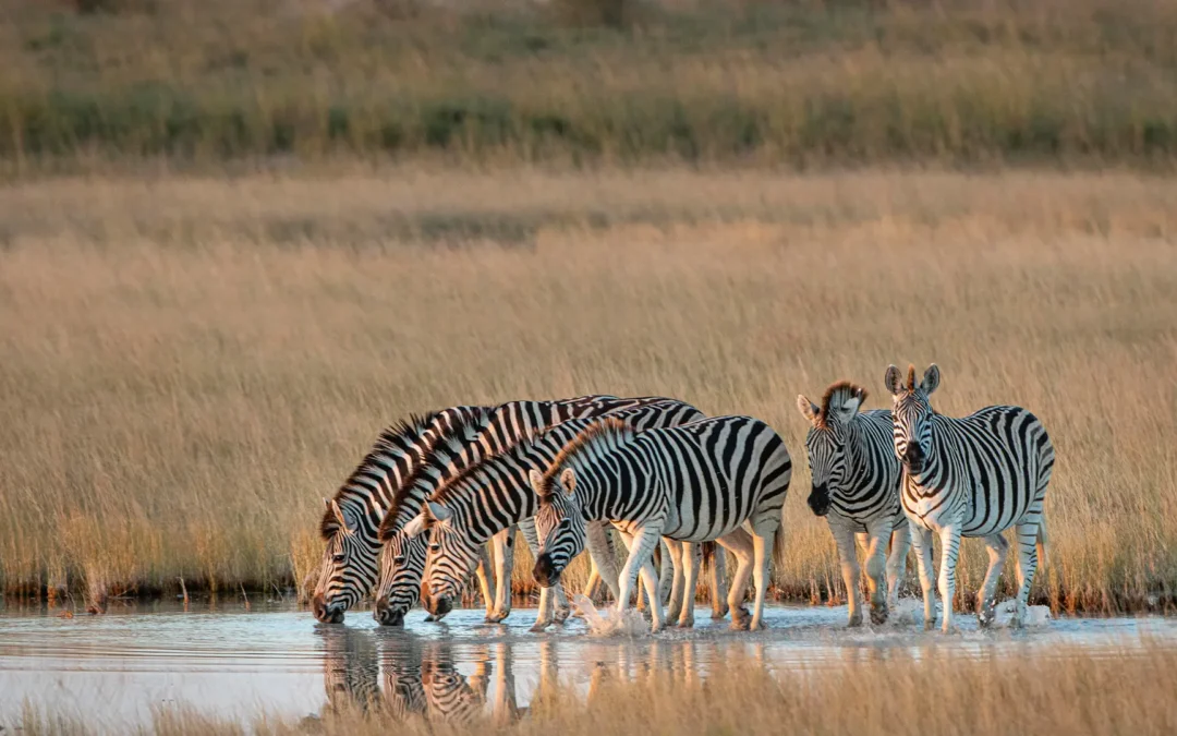 Makgadikgadi Pans Explorer