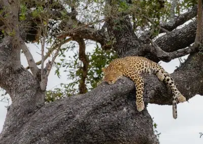 Okavango Delta Impressions with Adventures Africa