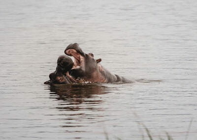 Lake Ihema Boat Safari