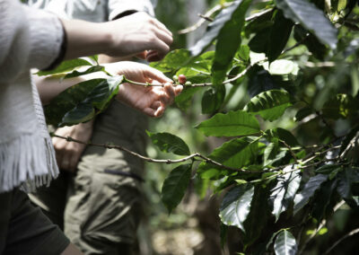 Coffee Plantation Visits