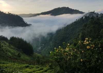 Bwindi Impenetrable NP