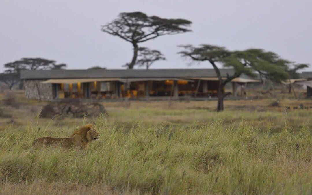 Central – Seronera – Namiri Plains Camp