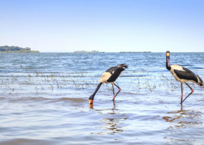 Lake Victoria Shoreline Experiences