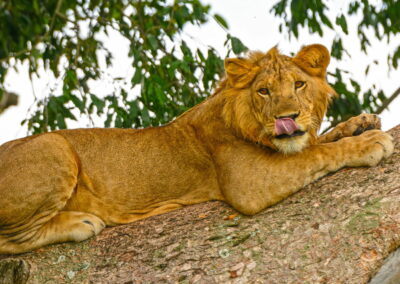 Ishasha Tree-Climbing Lions