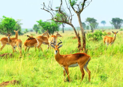 Narus Valley Wildlife Viewing