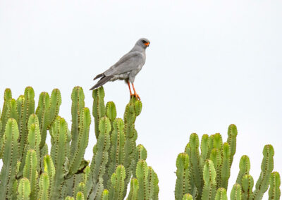 Narus Valley Wildlife Viewing