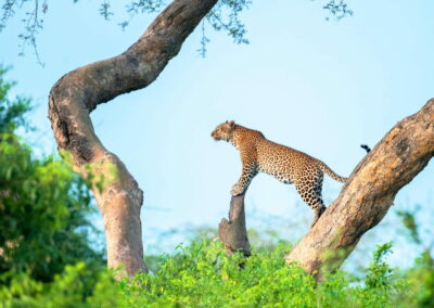 Narus Valley Wildlife Viewing