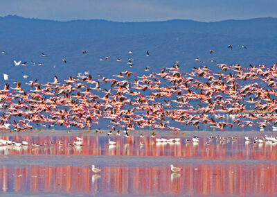 Lakeshore Flamingo Viewing