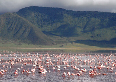 Lakeshore Flamingo Viewing