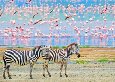 Lakeshore Flamingo Viewing