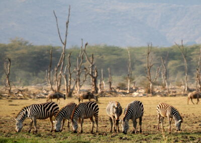 Game Drives