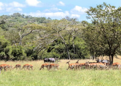 Game Drives