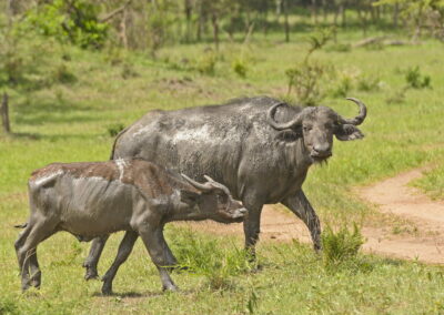 Game Drives