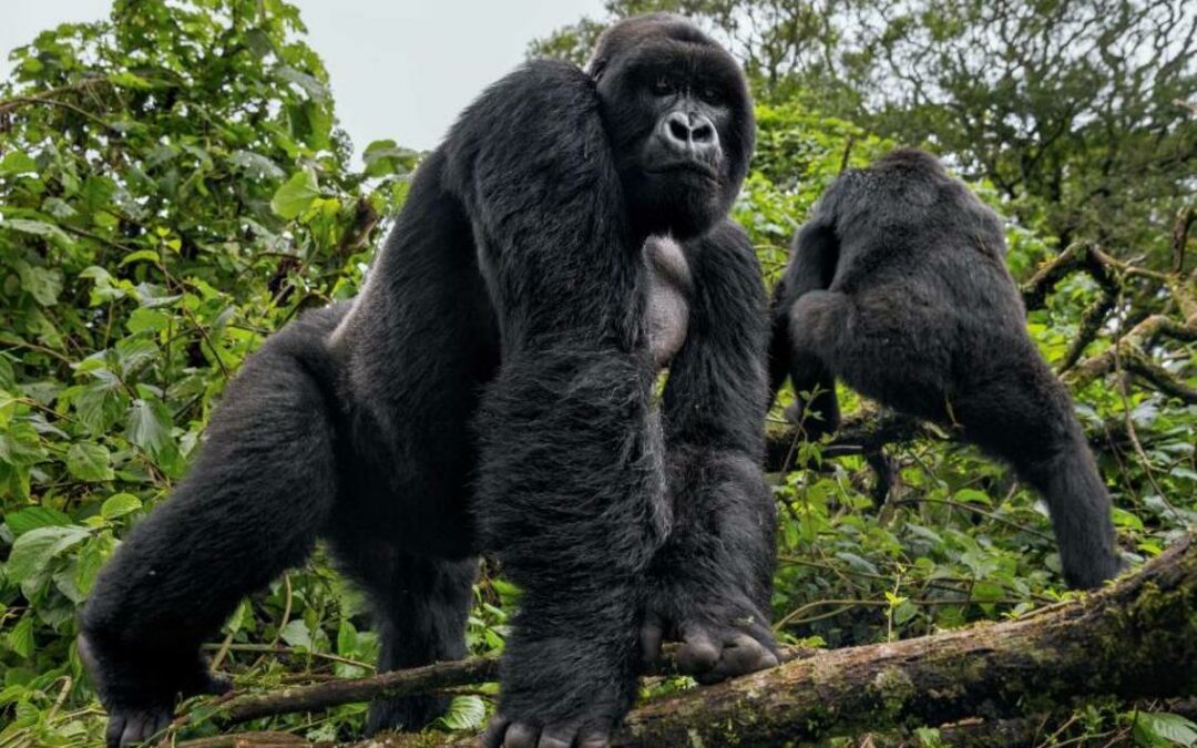 Gorilla & Chimpazee Safari – Uganda