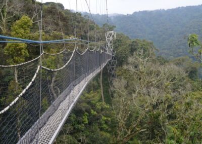 Canopy Walk Experience