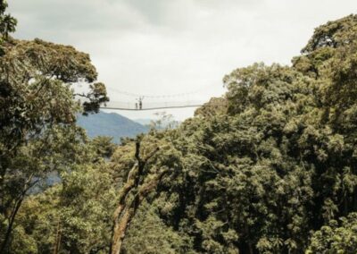 Canopy Walk Experience