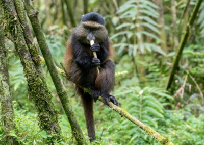 Golden Monkey Tracking