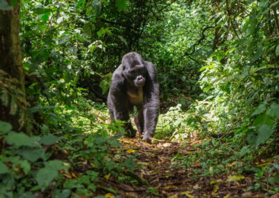 Gorilla Trekking