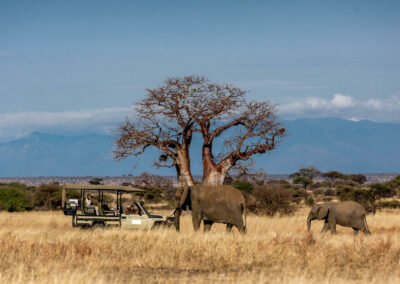 Arusha NP Game Drives