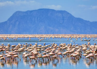 Lake Natron Flamingo Walks
