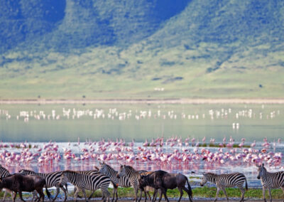 Lake Natron Flamingo Walks