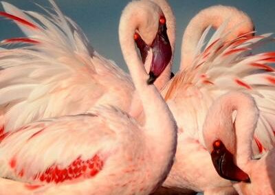 Lake Natron Flamingo Walks