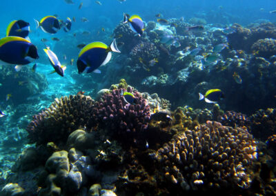 Mafia Island - Diving & Coral Reef Exploration