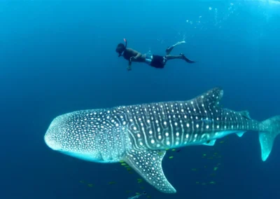 Mafia Island - Whale Shark Excursions