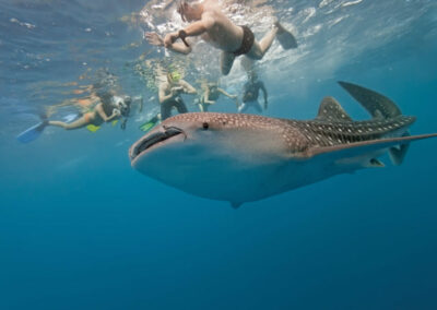 Mafia Island - Whale Shark Excursions