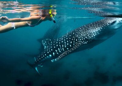 Mafia Island - Whale Shark Excursions