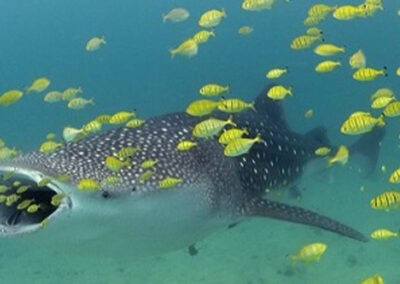 Mafia Island - Whale Shark Excursions