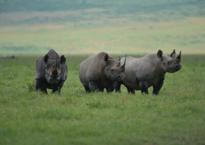 Rhino Tracking Experience