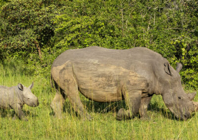 Rhino Tracking Experience