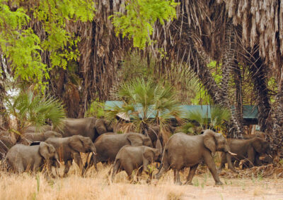 Nyerere Game Drives