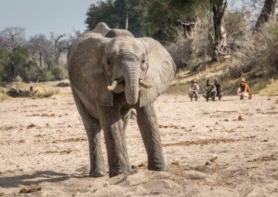 Ruaha Walking Safaris