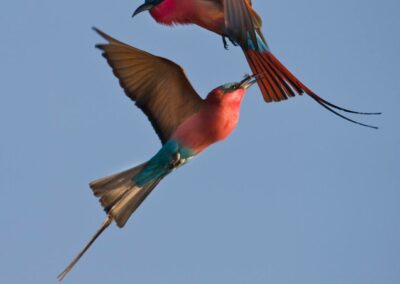 sabi sabi Birding Safari with Adventures Africa