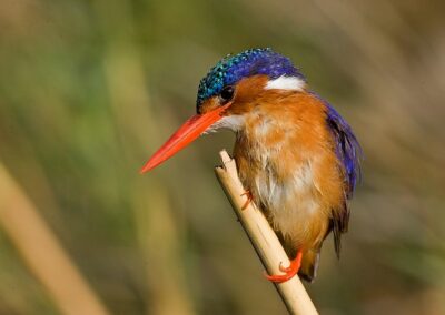sabi sabi Birding Safari with Adventures Africa