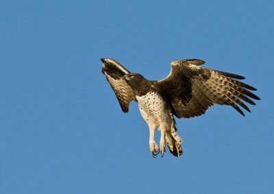 sabi sabi Birding Safari with Adventures Africa