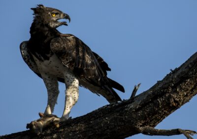 sabi sabi Birding Safari with Adventures Africa