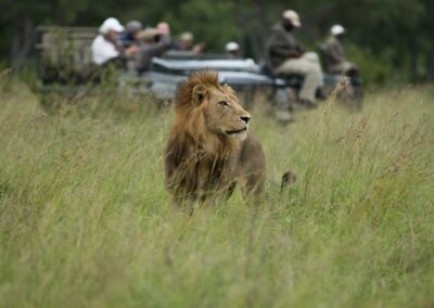 Sabi Sabi Wildlife Experience with Adventures Africa