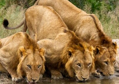Sabi Sabi Wildlife Experience with Adventures Africa