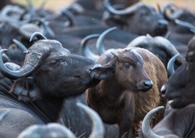 sabi sabi Wildlife Experience with Adventures Africa