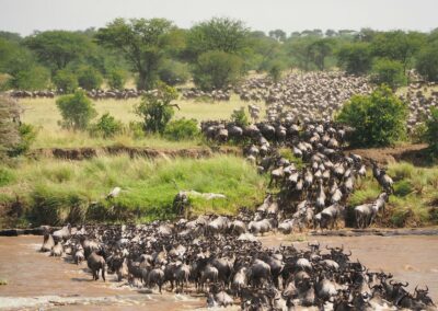 Serengeti: Endless, Iconic, Legendary