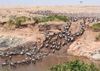 Great Migration Tracking