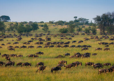Great Migration Tracking