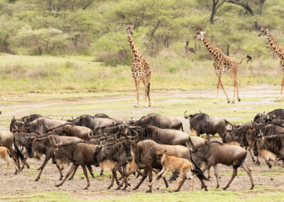Great Migration Tracking