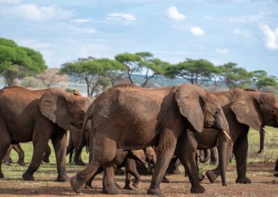 Elephant Tracking